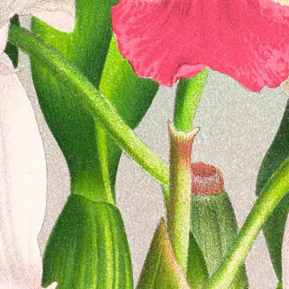 Illustrazioni Botaniche Cattleya Kimballiana Jean Jules Linden jjl30 quadro stampato su tela