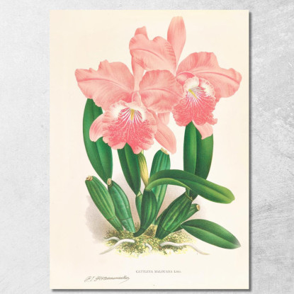 Illustrazioni Botaniche Cattleya Malouana Jean Jules Linden jjl32 quadro stampato su tela