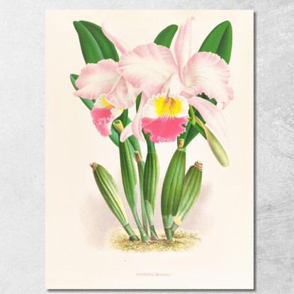 Illustrazioni Botaniche Cattleya Mendeli Jean Jules Linden jjl35 quadro stampato su tela