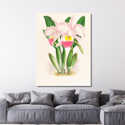 Illustrazioni Botaniche Cattleya Mendeli Jean Jules Linden jjl35 quadro stampato su tela