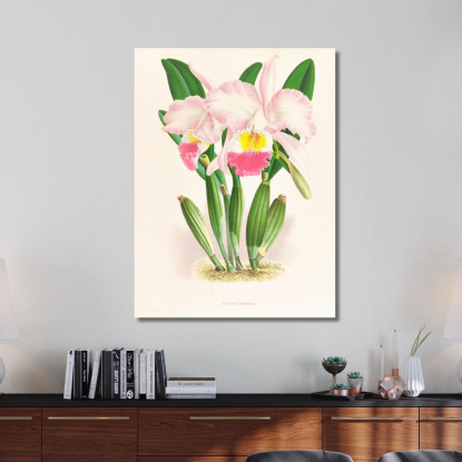 Illustrazioni Botaniche Cattleya Mendeli Jean Jules Linden jjl35 quadro stampato su tela