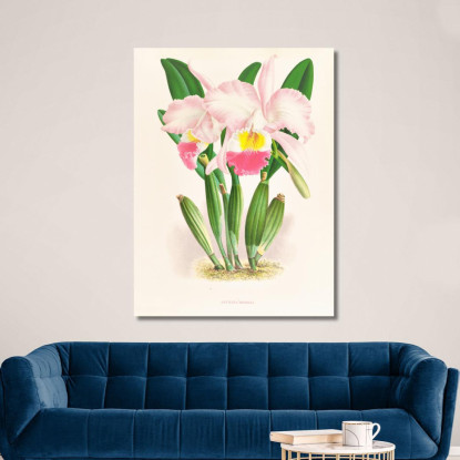 Illustrazioni Botaniche Cattleya Mendeli Jean Jules Linden jjl35 quadro stampato su tela