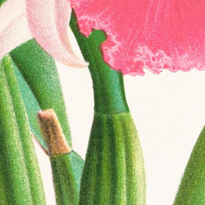 Illustrazioni Botaniche Cattleya Mendeli Jean Jules Linden jjl35 quadro stampato su tela