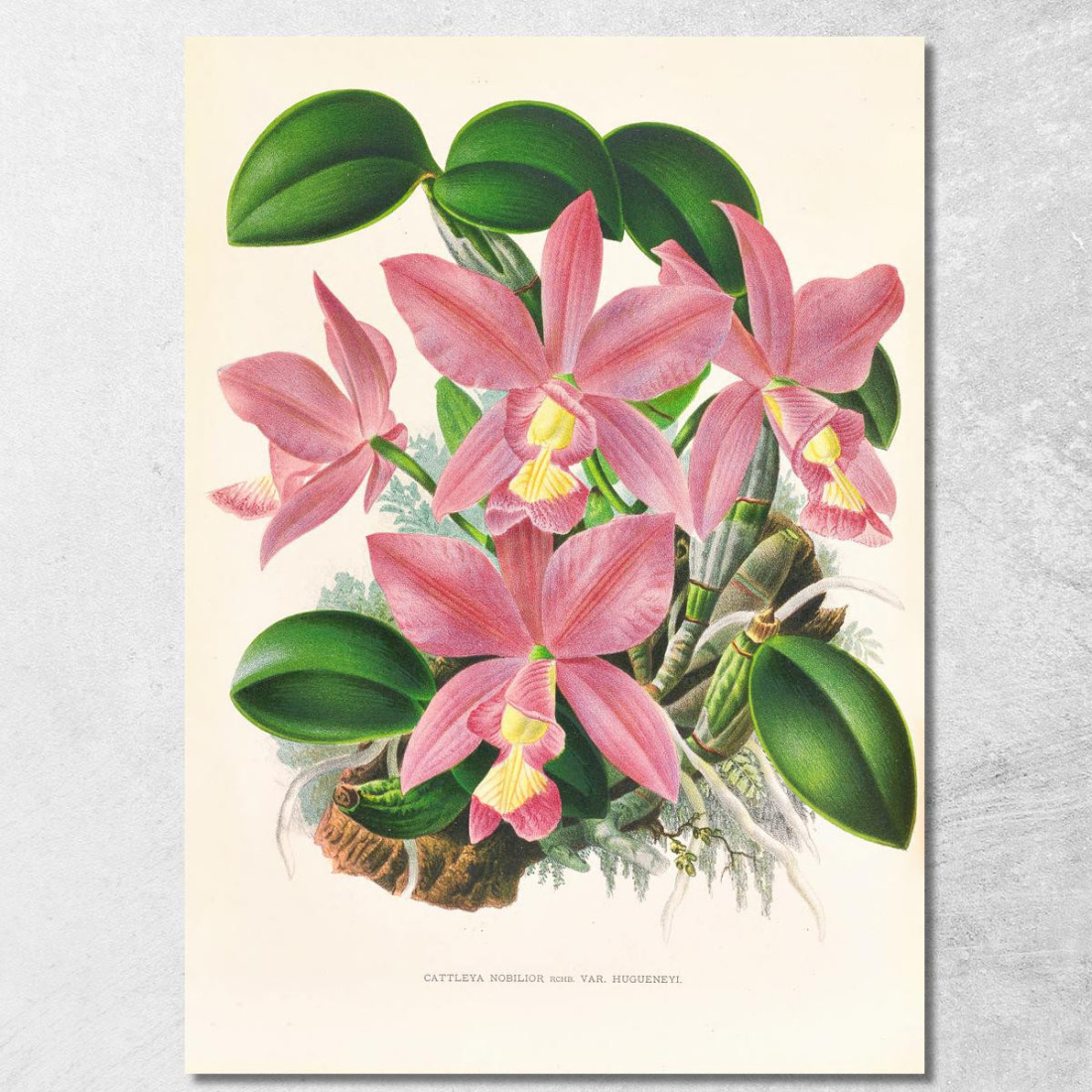 Illustrazioni Botaniche Cattleya Nobilior Jean Jules Linden jjl36 quadro stampato su tela