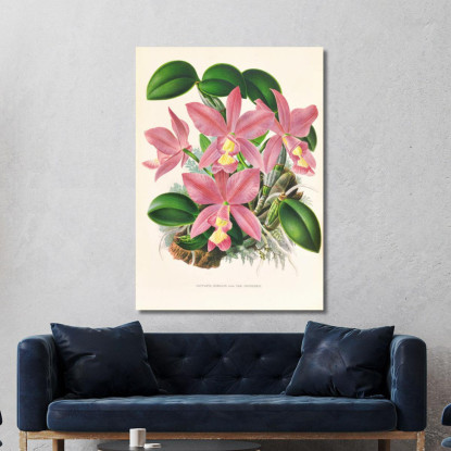 Illustrazioni Botaniche Cattleya Nobilior Jean Jules Linden jjl36 quadro stampato su tela