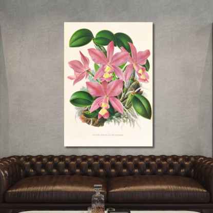 Illustrazioni Botaniche Cattleya Nobilior Jean Jules Linden jjl36 quadro stampato su tela