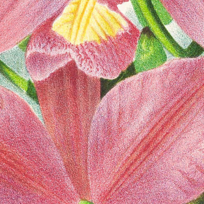 Illustrazioni Botaniche Cattleya Nobilior Jean Jules Linden jjl36 quadro stampato su tela