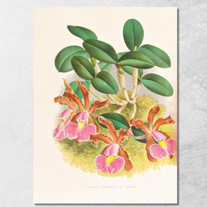 Illustrazioni Botaniche Cattleya Schilleriana Jean Jules Linden jjl38 quadro stampato su tela