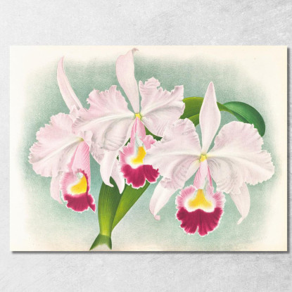 Illustrazioni Botaniche Cattleya Trianae Var Martin-Cahuzac Jean Jules Linden jjl39 quadro stampato su tela