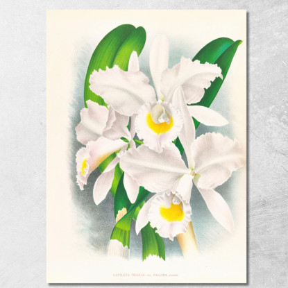 Illustrazioni Botaniche Cattleya Trianae Var Pallida Jean Jules Linden jjl40 quadro stampato su tela