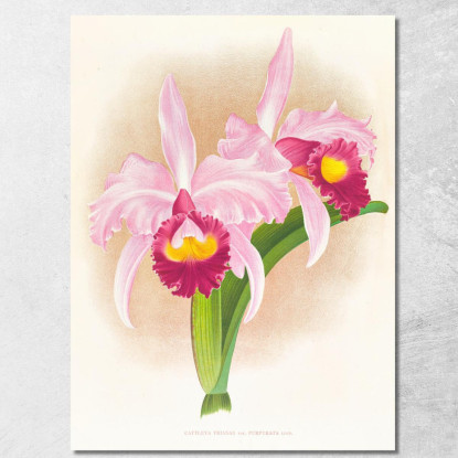 Illustrazioni Botaniche Cattleya Trianae Var Purpurata Jean Jules Linden jjl41 quadro stampato su tela