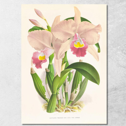 Illustrazioni Botaniche Cattleya Trianae. Jean Jules Linden jjl43 quadro stampato su tela