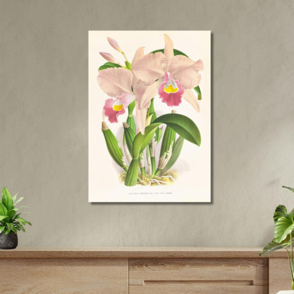 Illustrazioni Botaniche Cattleya Trianae. Jean Jules Linden jjl43 quadro stampato su tela