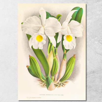 Illustrazioni Botaniche Cattleya Trianae Jean Jules Linden jjl44 quadro stampato su tela
