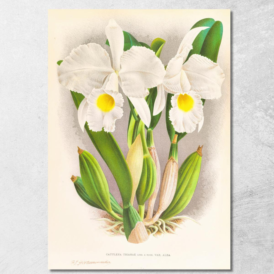 Illustrazioni Botaniche Cattleya Trianae Jean Jules Linden jjl44 quadro stampato su tela