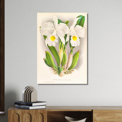 Illustrazioni Botaniche Cattleya Trianae Jean Jules Linden jjl44 quadro stampato su tela