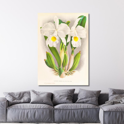 Illustrazioni Botaniche Cattleya Trianae Jean Jules Linden jjl44 quadro stampato su tela