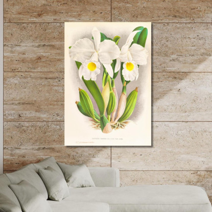 Illustrazioni Botaniche Cattleya Trianae Jean Jules Linden jjl44 quadro stampato su tela