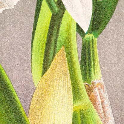 Illustrazioni Botaniche Cattleya Trianae Jean Jules Linden jjl44 quadro stampato su tela