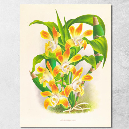 Illustrazioni Botaniche Chysis Aurea Jean Jules Linden jjl45 quadro stampato su tela