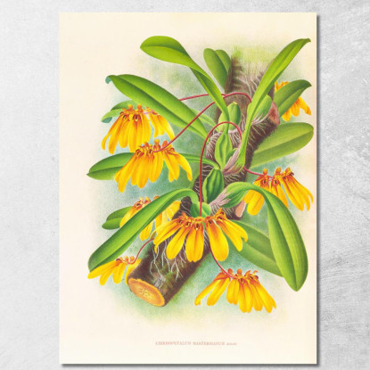 Illustrazioni Botaniche Cirrhopetalum Mastersianum Jean Jules Linden jjl46 quadro stampato su tela