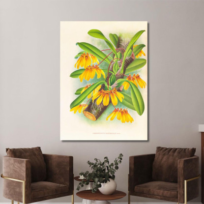 Illustrazioni Botaniche Cirrhopetalum Mastersianum Jean Jules Linden jjl46 quadro stampato su tela