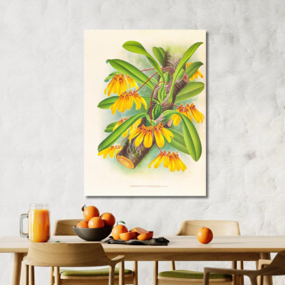 Illustrazioni Botaniche Cirrhopetalum Mastersianum Jean Jules Linden jjl46 quadro stampato su tela