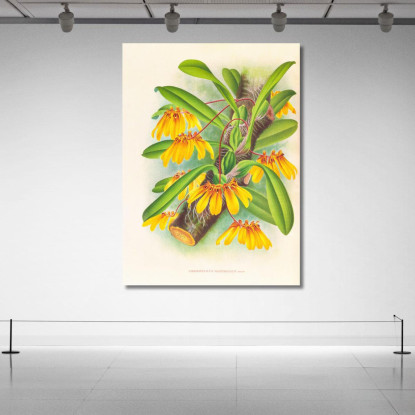 Illustrazioni Botaniche Cirrhopetalum Mastersianum Jean Jules Linden jjl46 quadro stampato su tela