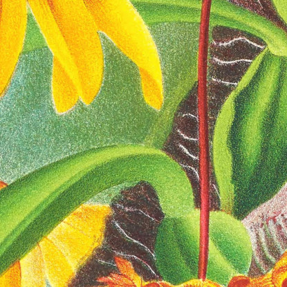 Illustrazioni Botaniche Cirrhopetalum Mastersianum Jean Jules Linden jjl46 quadro stampato su tela