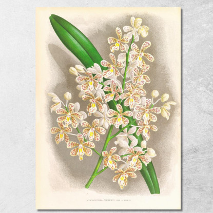 Illustrazioni Botaniche Cleisostoma Guiberti Jean Jules Linden jjl47 quadro stampato su tela
