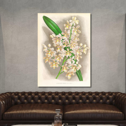 Illustrazioni Botaniche Cleisostoma Guiberti Jean Jules Linden jjl47 quadro stampato su tela