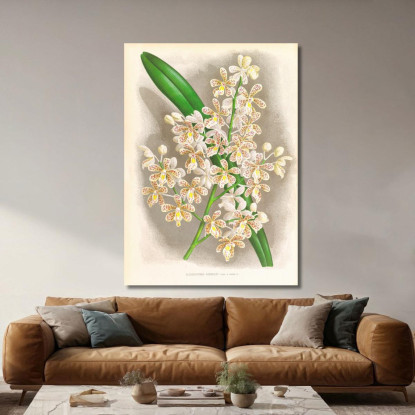 Illustrazioni Botaniche Cleisostoma Guiberti Jean Jules Linden jjl47 quadro stampato su tela