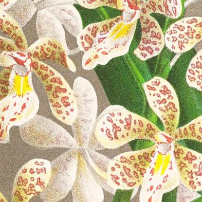 Illustrazioni Botaniche Cleisostoma Guiberti Jean Jules Linden jjl47 quadro stampato su tela