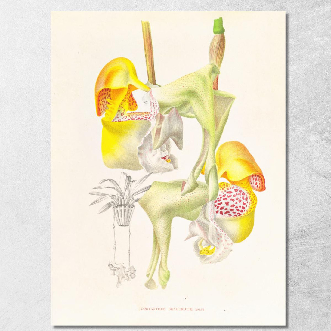 Illustrazioni Botaniche Coryanthes Bungerothi Jean Jules Linden jjl50 quadro stampato su tela