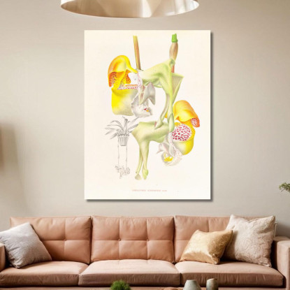 Illustrazioni Botaniche Coryanthes Bungerothi Jean Jules Linden jjl50 quadro stampato su tela