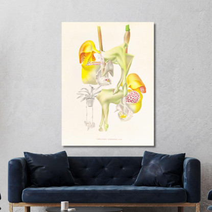 Illustrazioni Botaniche Coryanthes Bungerothi Jean Jules Linden jjl50 quadro stampato su tela