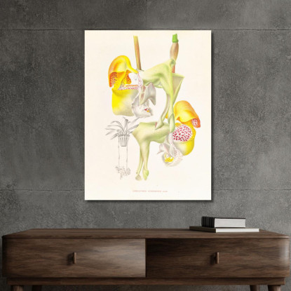 Illustrazioni Botaniche Coryanthes Bungerothi Jean Jules Linden jjl50 quadro stampato su tela