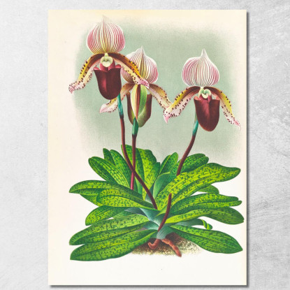 Illustrazioni Botaniche Cypripedium Barbato Veitchianum Jean Jules Linden jjl52 quadro stampato su tela