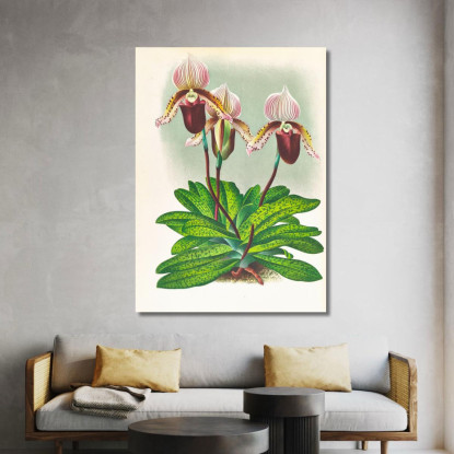 Illustrazioni Botaniche Cypripedium Barbato Veitchianum Jean Jules Linden jjl52 quadro stampato su tela
