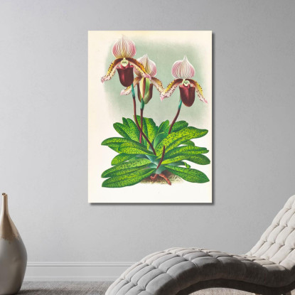 Illustrazioni Botaniche Cypripedium Barbato Veitchianum Jean Jules Linden jjl52 quadro stampato su tela