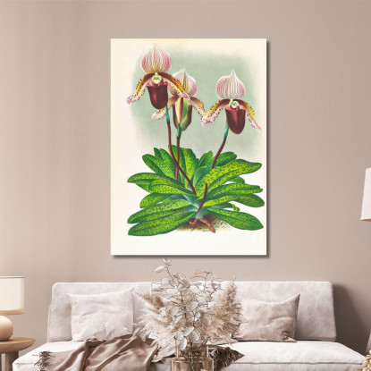 Illustrazioni Botaniche Cypripedium Barbato Veitchianum Jean Jules Linden jjl52 quadro stampato su tela
