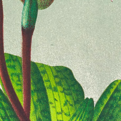 Illustrazioni Botaniche Cypripedium Barbato Veitchianum Jean Jules Linden jjl52 quadro stampato su tela