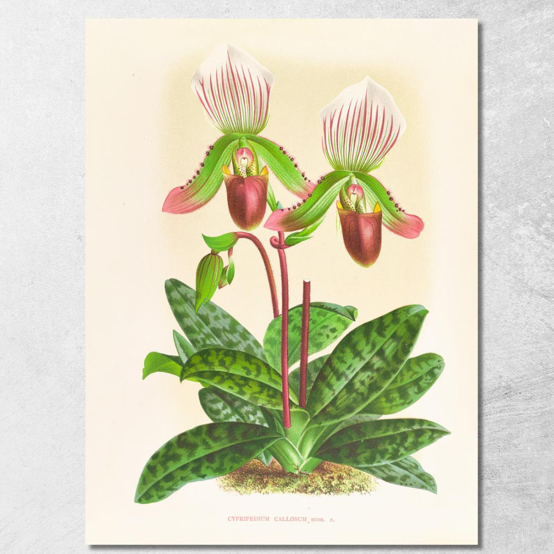 Illustrazioni Botaniche Cypripedium Callosum Jean Jules Linden jjl53 quadro stampato su tela