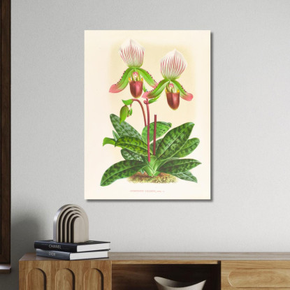 Illustrazioni Botaniche Cypripedium Callosum Jean Jules Linden jjl53 quadro stampato su tela