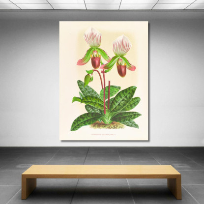 Illustrazioni Botaniche Cypripedium Callosum Jean Jules Linden jjl53 quadro stampato su tela