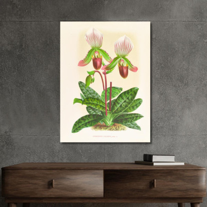 Illustrazioni Botaniche Cypripedium Callosum Jean Jules Linden jjl53 quadro stampato su tela