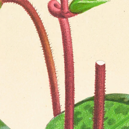 Illustrazioni Botaniche Cypripedium Callosum Jean Jules Linden jjl53 quadro stampato su tela