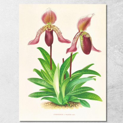 Illustrazioni Botaniche Cypripedium Fraseri Jean Jules Linden jjl55 quadro stampato su tela