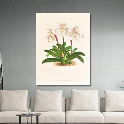Illustrazioni Botaniche Cypripedium Microchilum Jean Jules Linden jjl57 quadro stampato su tela