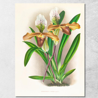 Illustrazioni Botaniche Cypripedium Nitens Jean Jules Linden jjl58 quadro stampato su tela